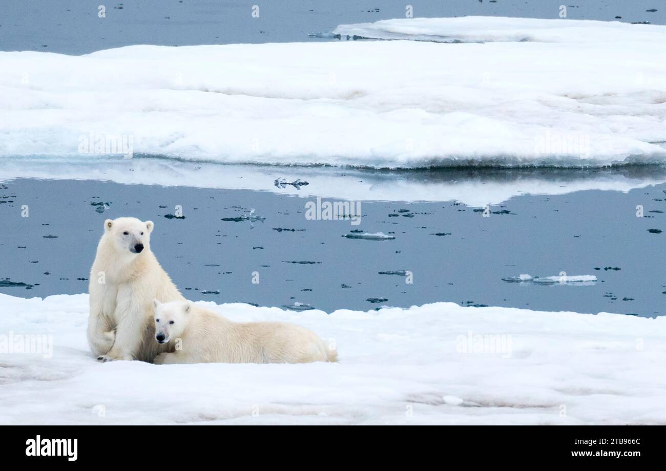 Eisbär (Ursus maritimus) und Jungtier ruhen auf Packeis; Storfjord, Svalbard, Norwegen Stockfoto