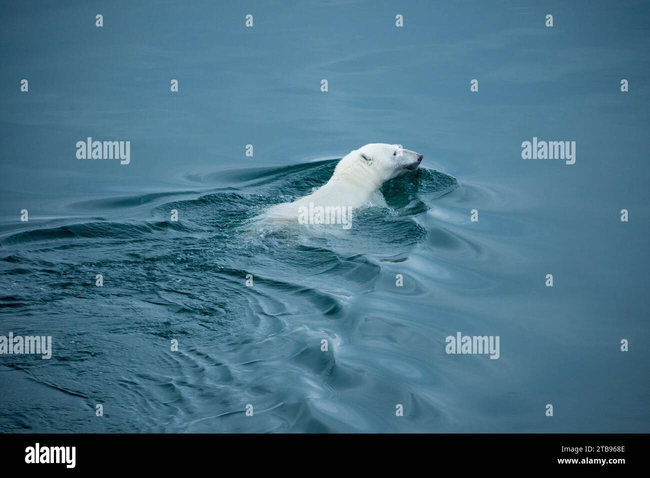 Eisbärin (Ursus arctos) schwimmt im Arktischen Ozean; Storfjord, Svalbard, Norwegen Stockfoto