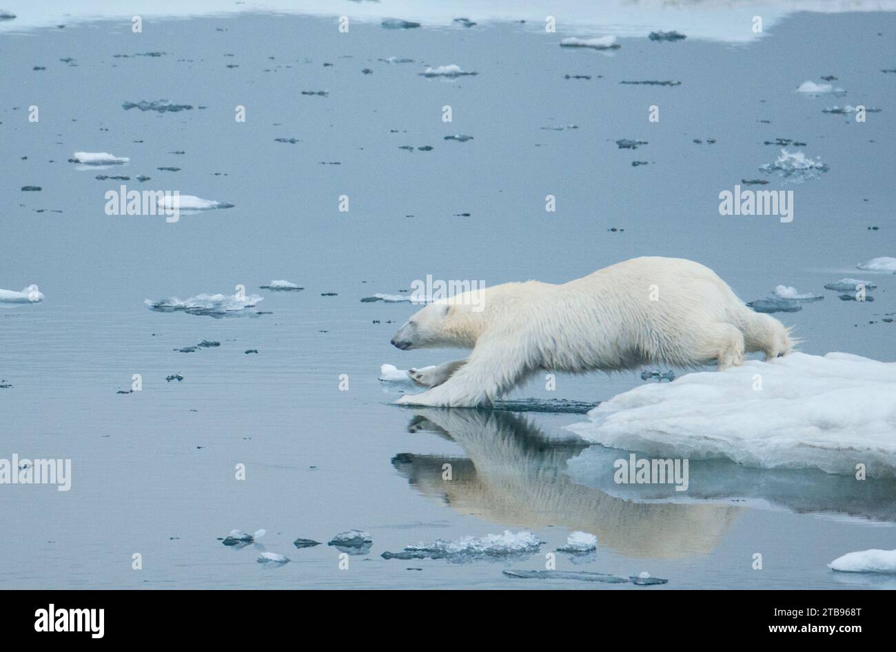 Eisbär (Ursus maritimus) auf Packeis taucht in das kalte arktische Wasser; Storfjord, Svalbard, Norwegen Stockfoto