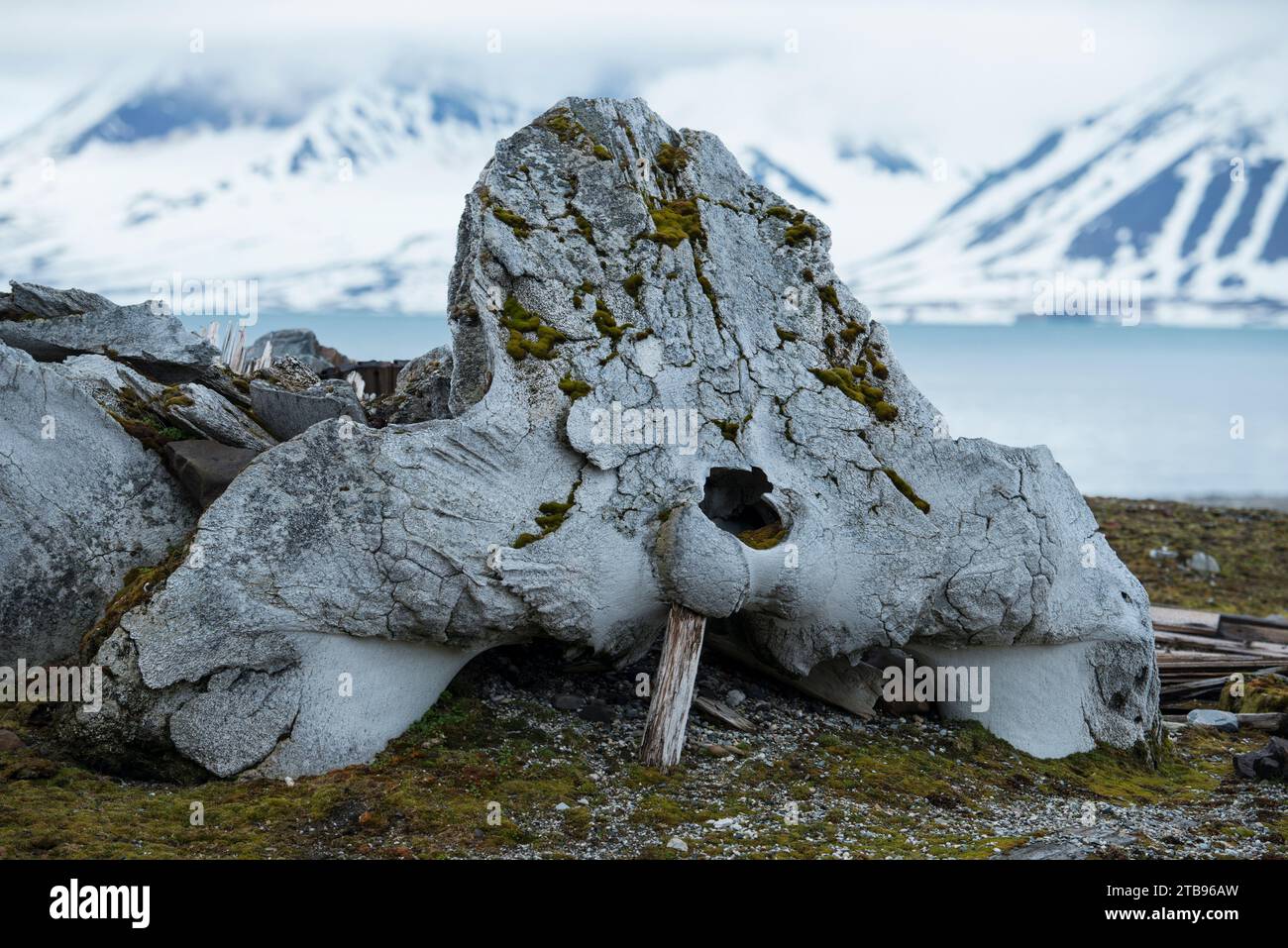 Walknochen, Opfer der Waljagd und -Verarbeitung; Edgeoya, Svalbard, Norwegen Stockfoto