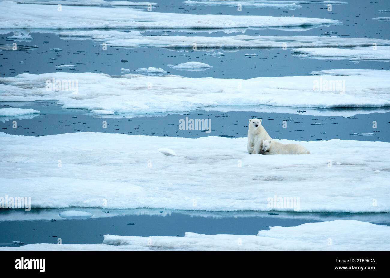 Eisbär (Ursus maritimus) und Jungtier ruhen auf Treibeis; Storfjord, Svalbard, Norwegen Stockfoto