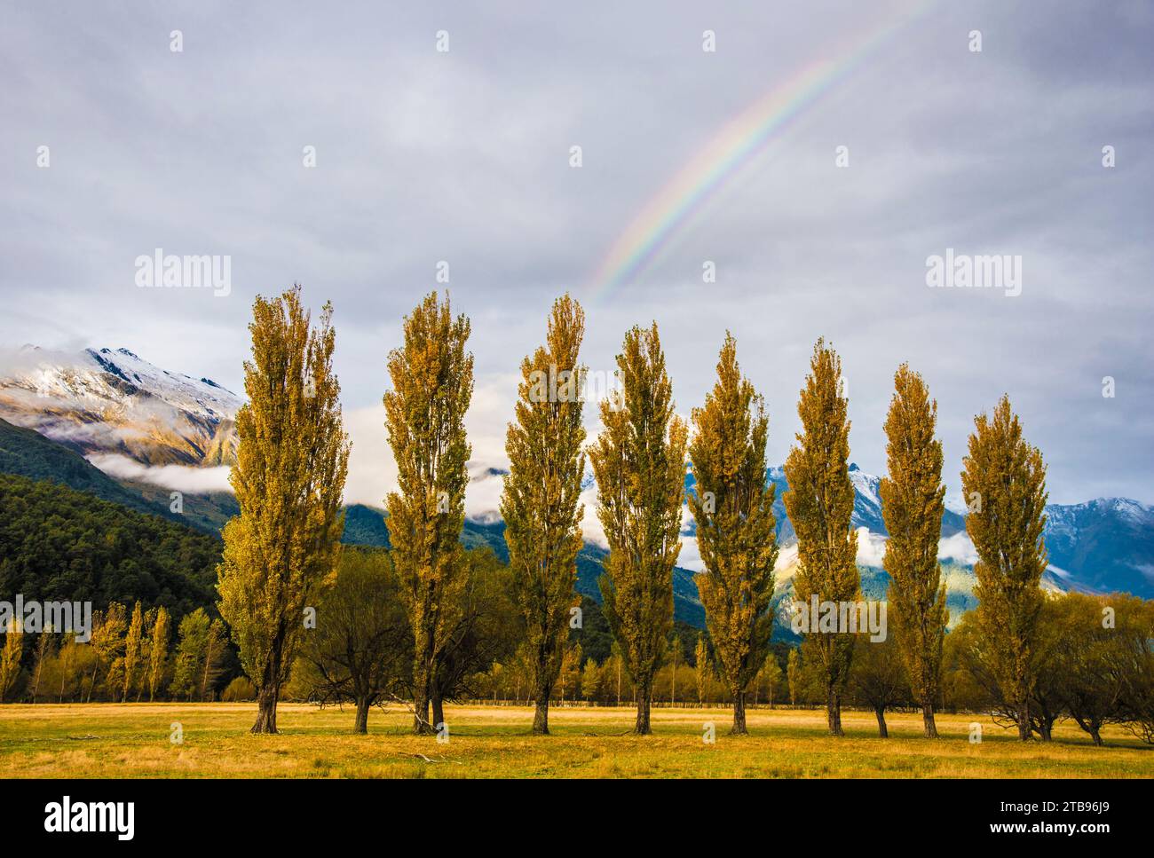 Weiden in einer Reihe im Matukituki River Valley auf der Südinsel Neuseelands; Südinsel, Neuseeland Stockfoto