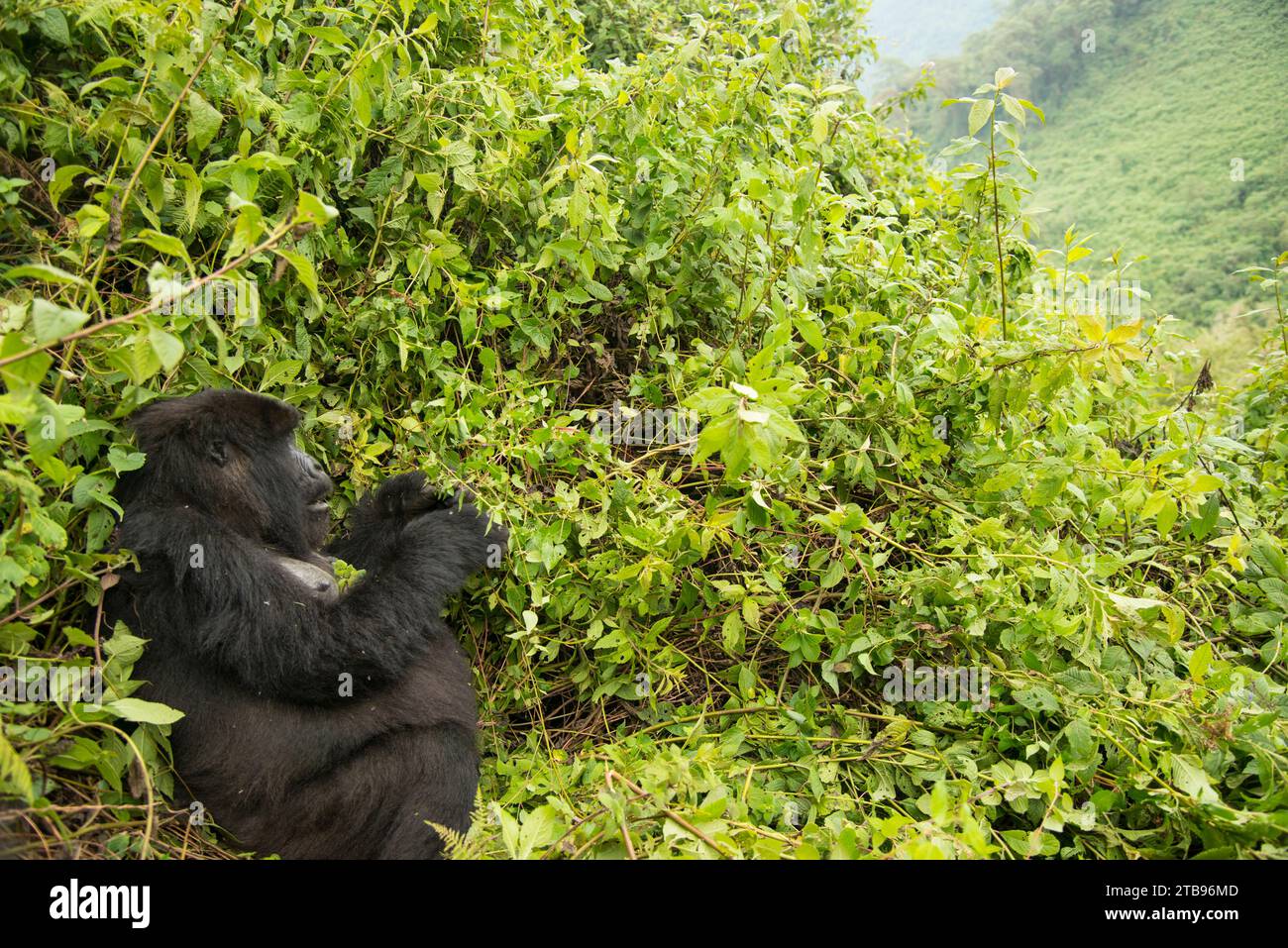 Berggorilla (Gorilla beringei beringei) aus der Umubano-Gruppe, sitzend in den Büschen des Volcanoes National Park; Ruanda Stockfoto