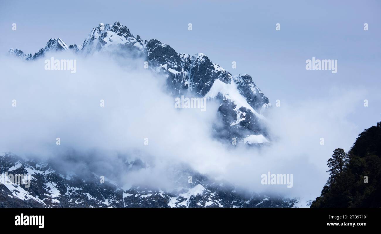 Darran Mountains und eine Buche in Silhouette im Fiordland National Park; South Island, Neuseeland Stockfoto