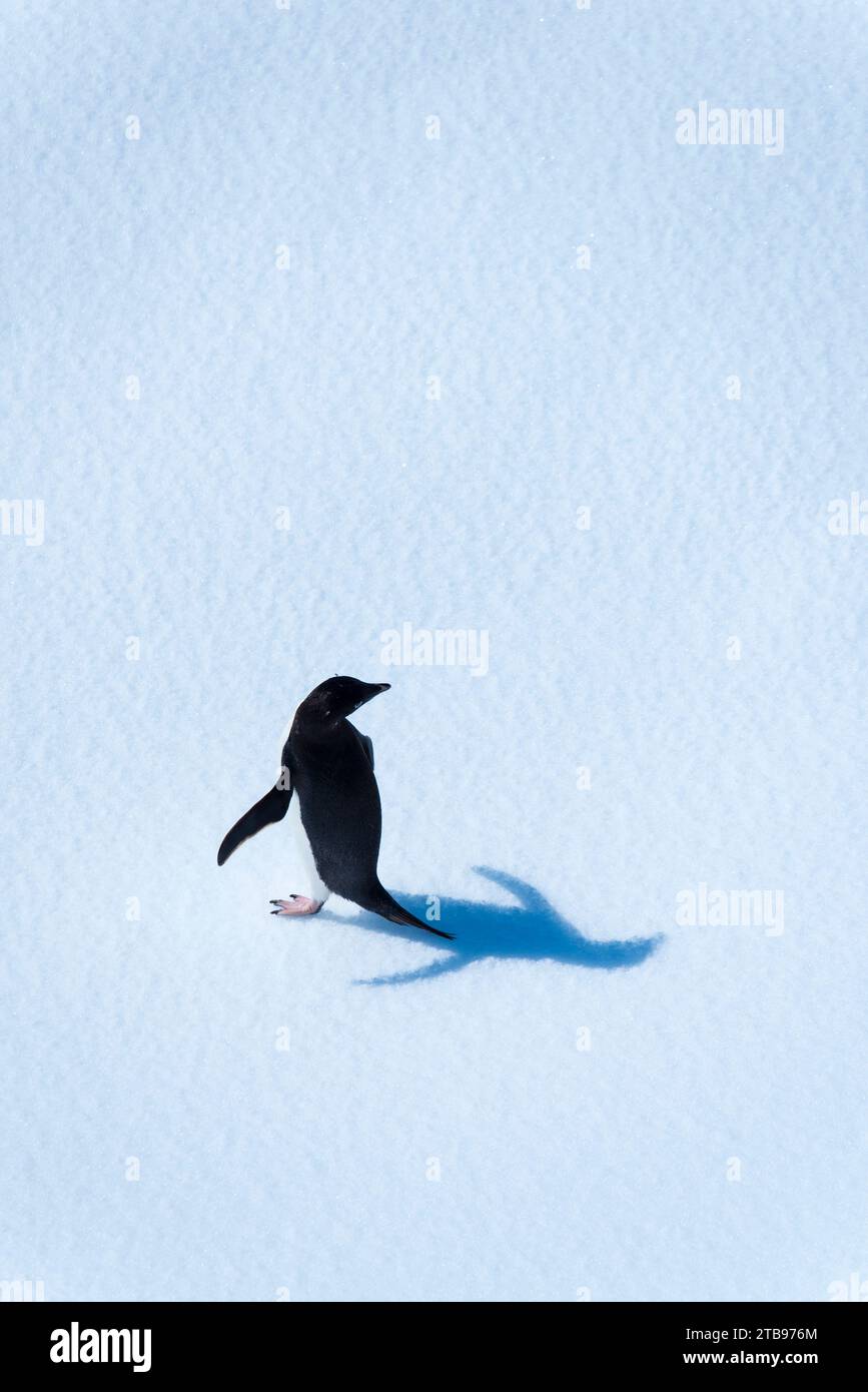Adelie-Pinguin (Pygoscelis adeliae) auf dem Eis in der Antarktis; Antarktis Stockfoto