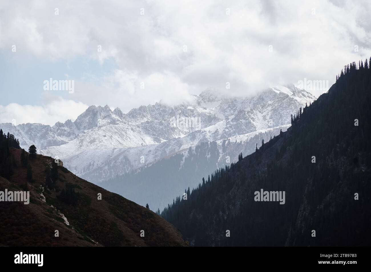 Schneebedeckte Berge mit Tannen Stockfoto