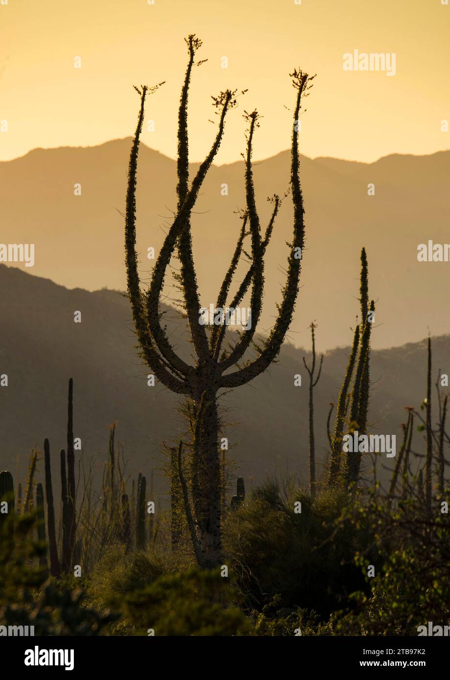 Boojum-Bäume (Fouquieria columnaris), die bei Sonnenuntergang am nördlichen Ende des Sees von Cortez in der Nähe von Bahia de Los Angeles Silhouetten Stockfoto