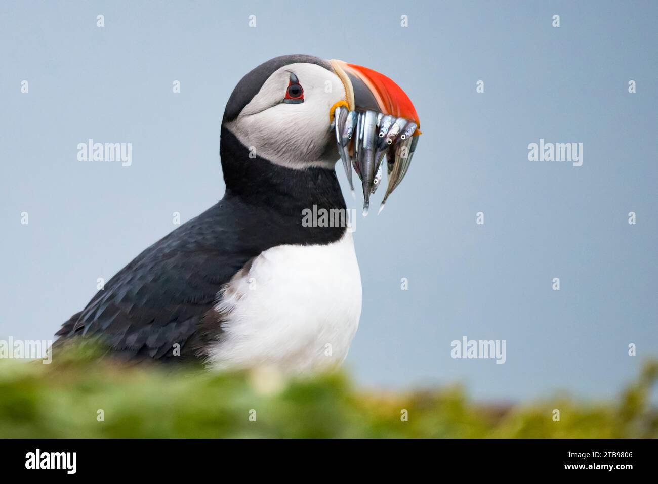 Atlantischer Papageientaucher (Fratercula arctica), der mit Speerfischen gefüllt ist, um seine Küken zu füttern; Island Stockfoto