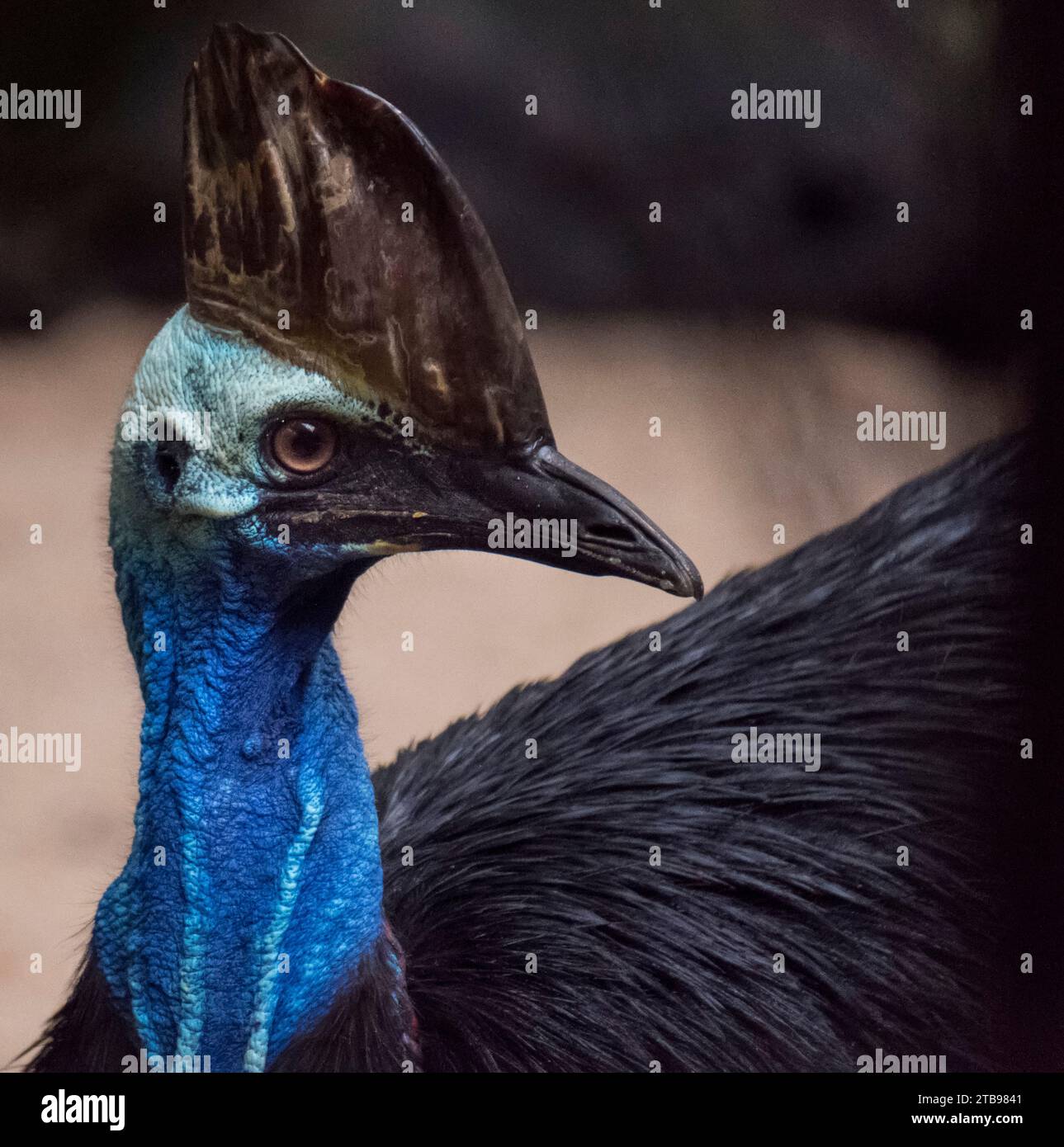 Close-up-Porträt eines Cassowary; Queensland, Australien Stockfoto