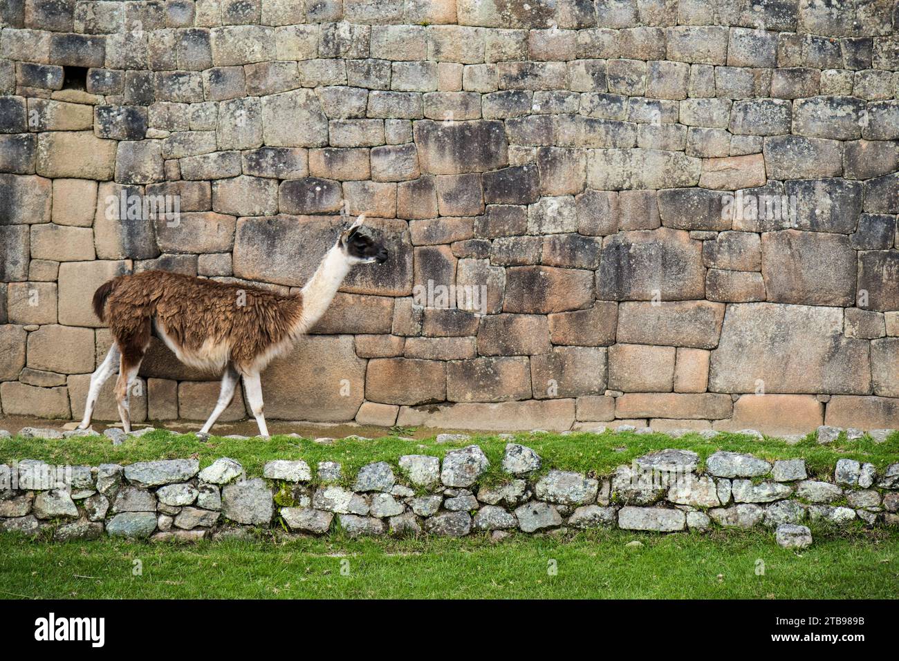 Lama (Lama glama) spaziert entlang einer Mauer in Machu Picchu; Aguas Calientes, Peru Stockfoto