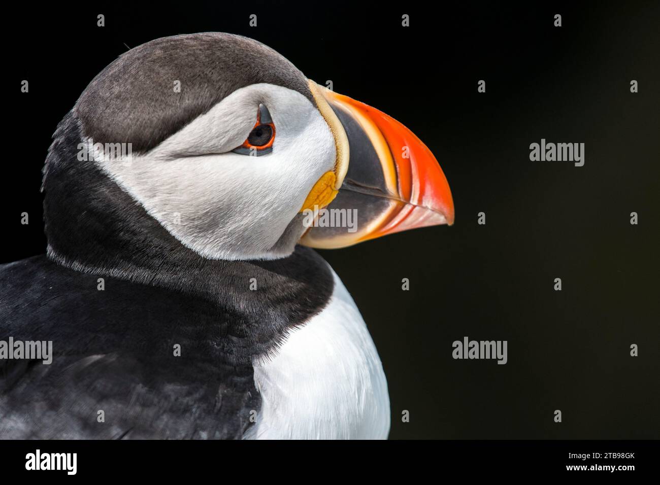 Nahaufnahme eines Atlantischen Puffins (Fratercula arctica) auf Machias Seal Island; Cutler, Maine, Vereinigte Staaten von Amerika Stockfoto