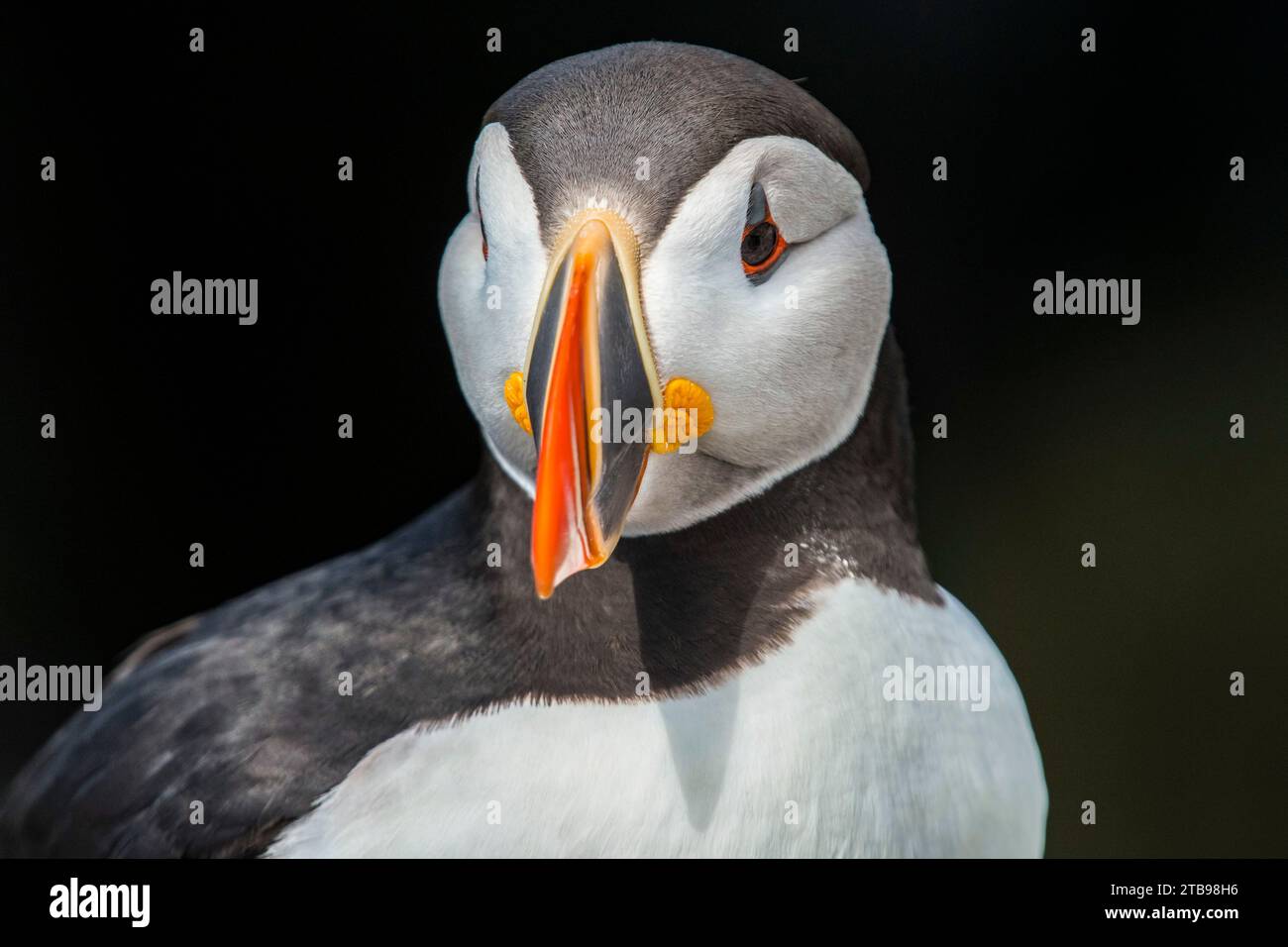 Nahaufnahme eines Atlantischen Puffins (Fratercula arctica) auf Machias Seal Island; Cutler, Maine, Vereinigte Staaten von Amerika Stockfoto