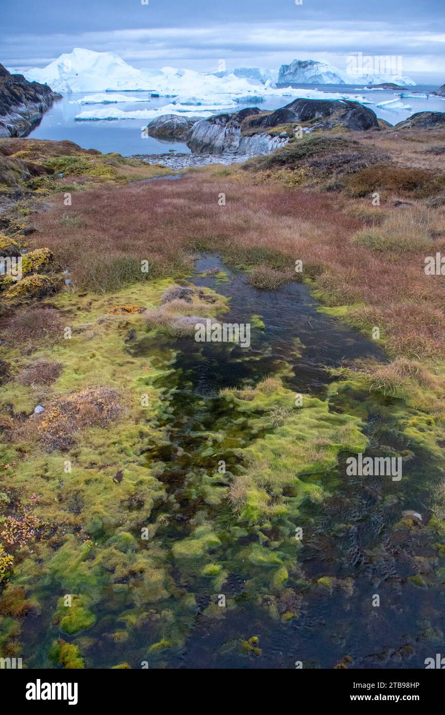 Feuchte, moosige Gegend mit Blick auf die Eisberge des Sermeq Kujalleq Gletschers; Ilulissat, Grönland Stockfoto