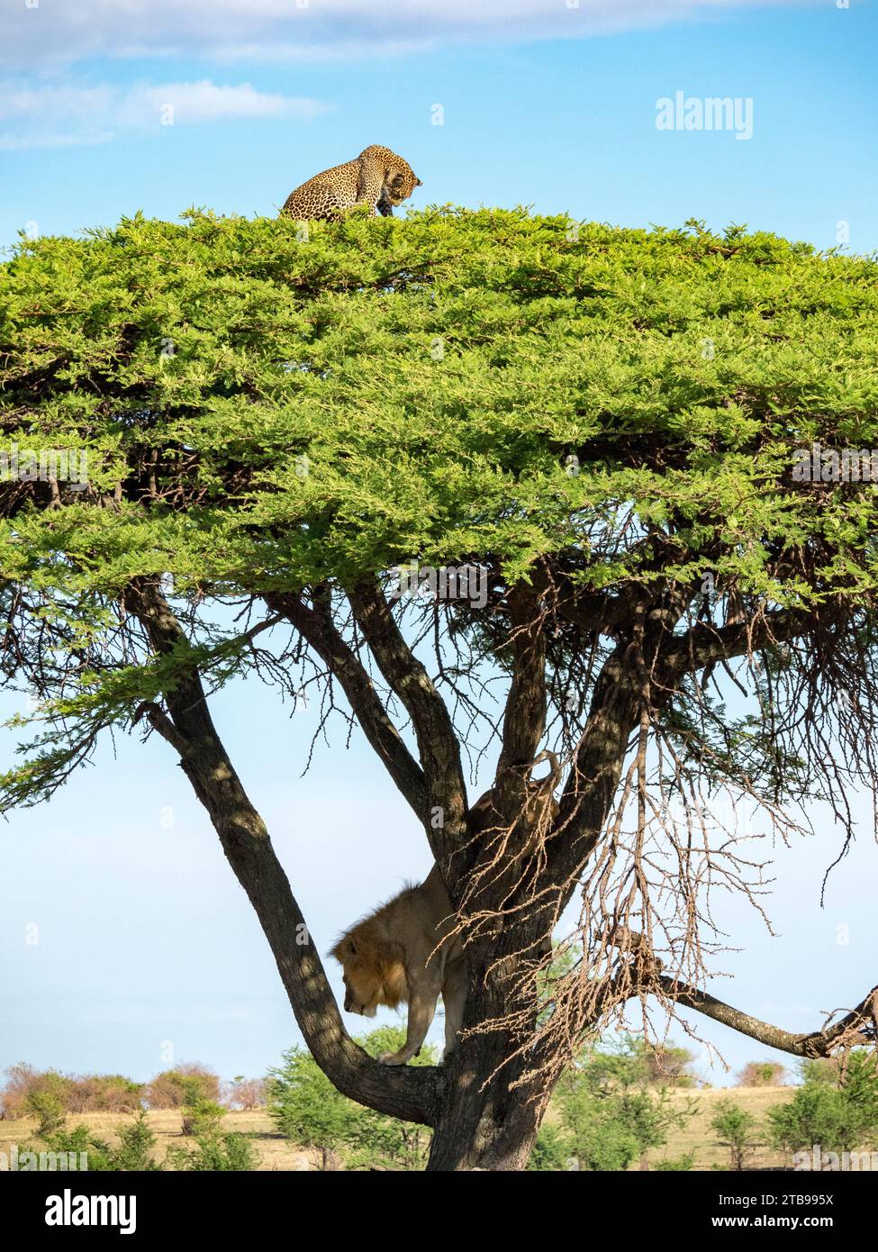 Der Löwe (Panthera leo) klettert auf einen Baum, um einen Leoparden (Panthera pardus) im Serengeti-Nationalpark in Tansania zu verfolgen Stockfoto