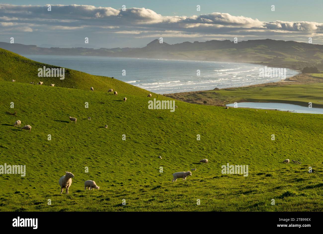 Schafe grasen auf Hügeln in der Nähe von Katiki Point; Moeraki, Katiki Point, Südinsel, Neuseeland Stockfoto