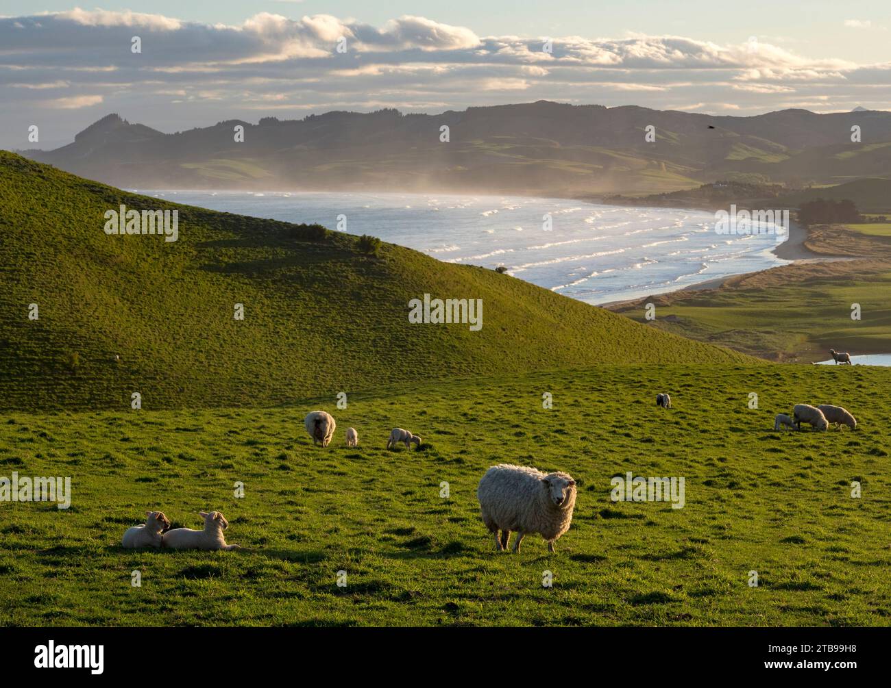 Schafe grasen auf Hügeln in der Nähe von Katiki Point; Moeraki, Katiki Point, Südinsel, Neuseeland Stockfoto
