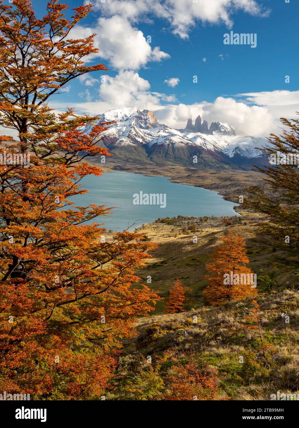 Blick über die Laguna Azul mit der höchsten Herbstfarbe der südlichen Buche oder Nothofagus-Bäume im Torres del Paine Nationalpark; Patagonia, Chile Stockfoto