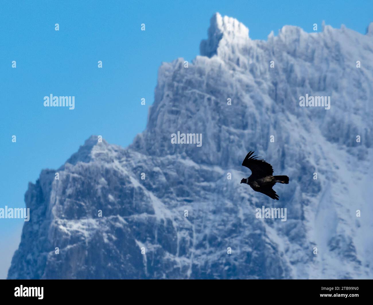 Andenkondor (Vultur gryphus) fliegt zwischen den Gipfeln des Torres del Paine Nationalparks; Patagonien, Chile Stockfoto