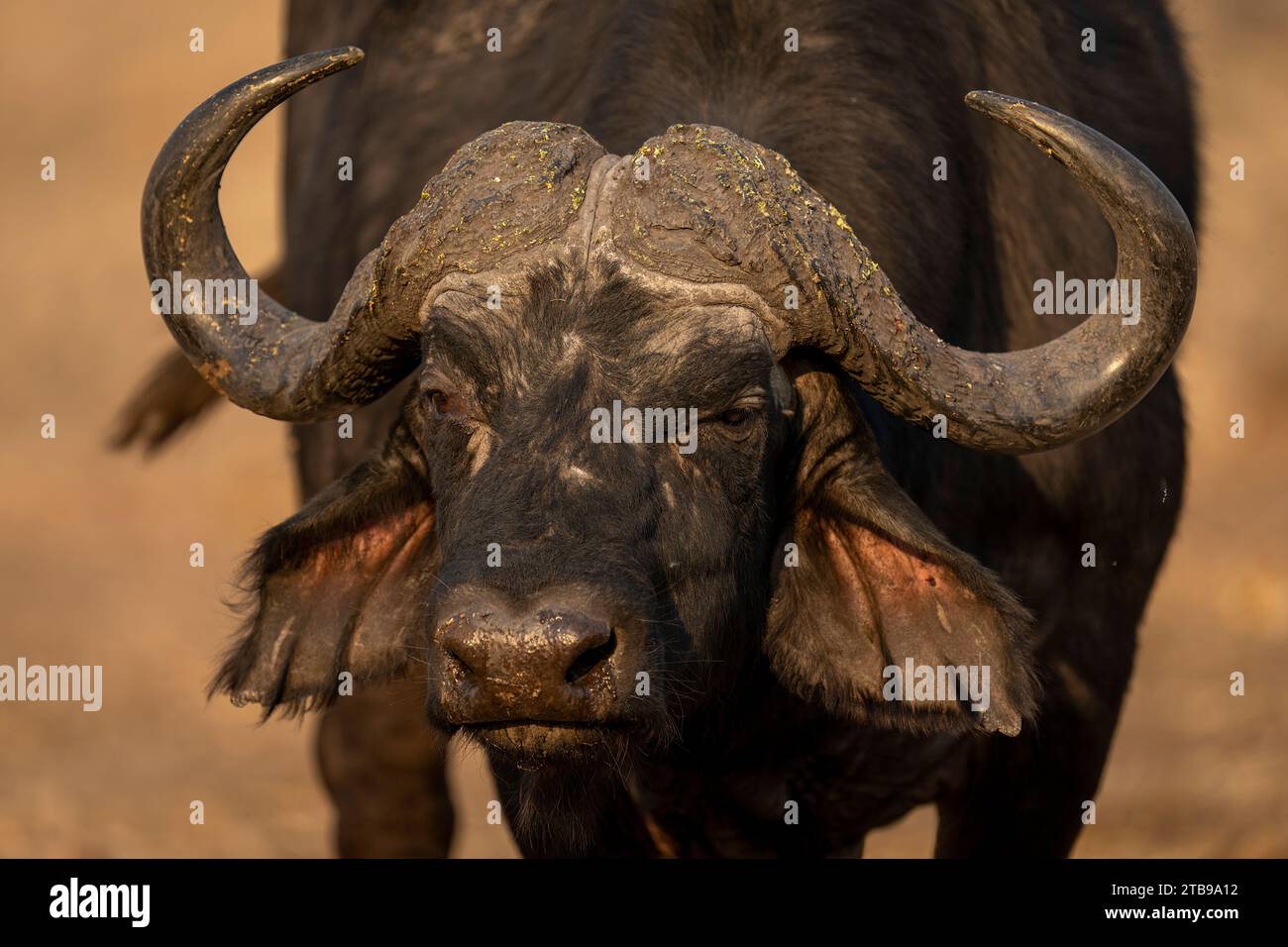 Nahaufnahme eines cape Buffalo (Syncerus Caffer Caffer Caffer) Gesicht und Hörner im Chobe National Park; Chobe, Bostwana Stockfoto