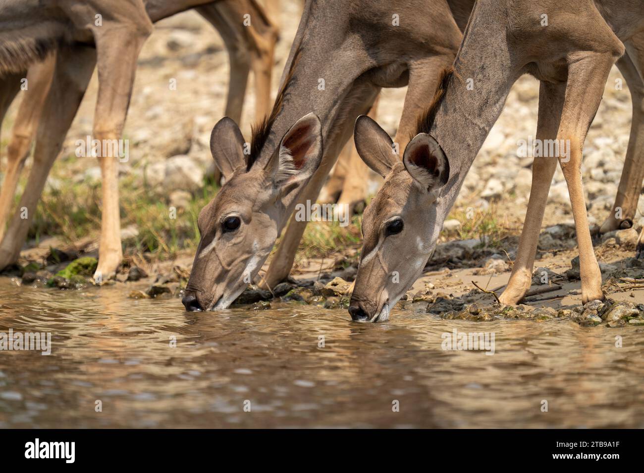 Nahaufnahme eines weiblichen Kudus (Tragelaphus strepsiceros), der am Fluss im Chobe-Nationalpark steht; Chobe, Bostwana Stockfoto