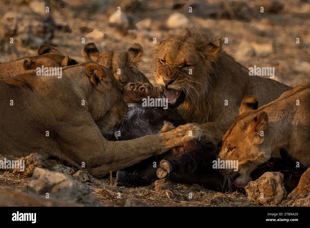 Nahaufnahme eines männlichen Löwen, der Löwen anschnappt, während er in der Savanne im Chobe-Nationalpark, Chobe, Botswana, Beute füttert Stockfoto
