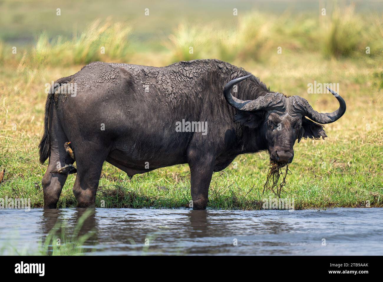 Porträt eines schlammigen Cape Buffalo (Syncerus Caffer), der im Wasser im Untiefen steht, Flussgras isst und die Kamera in Chobe Na ansieht... Stockfoto