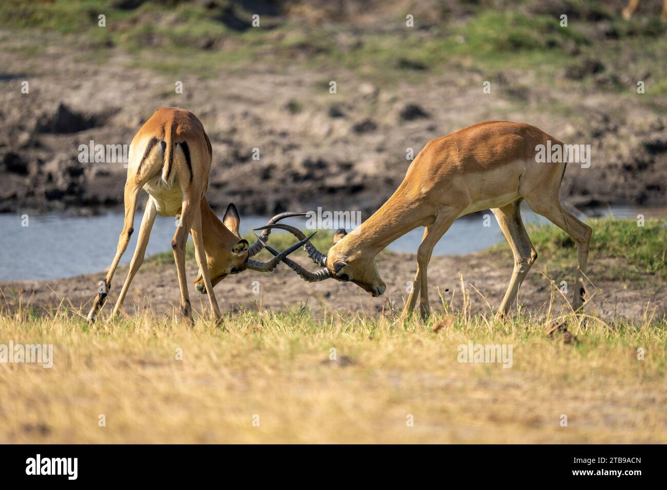 Nahaufnahme zweier männlicher, gemeiner Impalas (Aepyceros melampus), die am Flussufer kämpfen, Locking Horns, Chobe National Park; Chobe, Bostwana Stockfoto