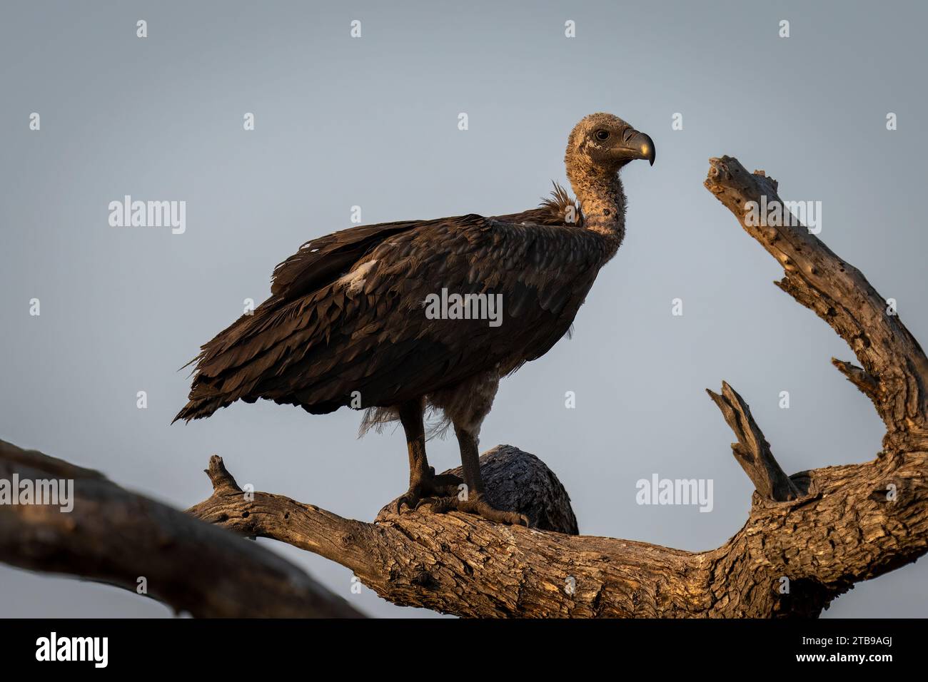 Nahaufnahme des Porträts eines Weissgeiers (Gyps africanus), der auf einem toten Ast steht und die Kamera im Chobe-Nationalpark, Chobe, Botswana, beobachtet Stockfoto