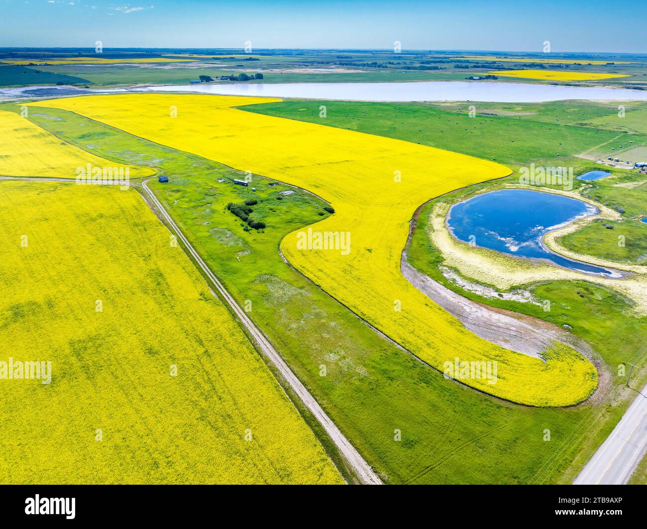 Aus der Vogelperspektive auf goldene Rapsfelder und blauen Himmel, östlich von Calgary, Alberta, Kanada Stockfoto