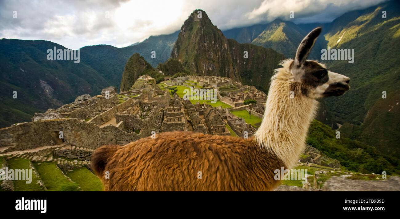 Lama (Lama glama) und rekonstruierte Steinhäuser auf Machu Picchu; Peru Stockfoto