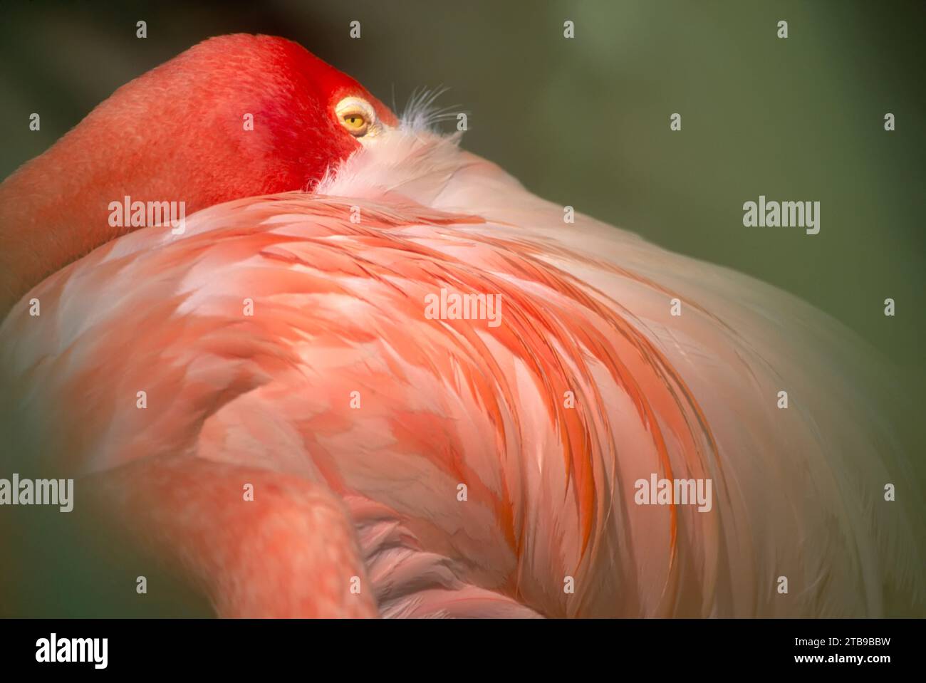 Anmutiger Flamingo mit dem Kopf über der Schulter in einem Zoo; San Diego, Kalifornien, Vereinigte Staaten von Amerika Stockfoto