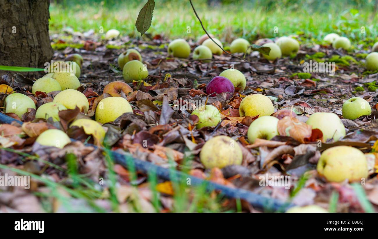 Die Nahaufnahme der Äpfel fiel auf den Boden Stockfoto