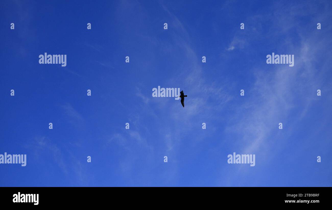Am Filey Beach um Teatime herum aufgenommen, um eine vorbeiziehende Möwe in Silhouettenwolken dahinter zu zentralisieren, deutet darauf hin, dass eine geflügelte Kreatur im Flug gefangen wird. Stockfoto