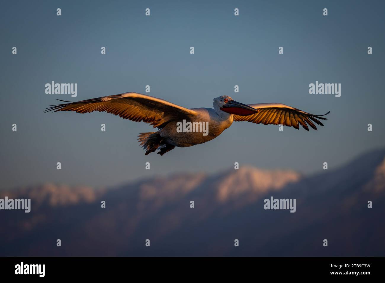 Dalmatinischer Pelikan (Pelecanus crispus) gleitet über Berge im blauen Himmel; Zentralmakedonien, Griechenland Stockfoto