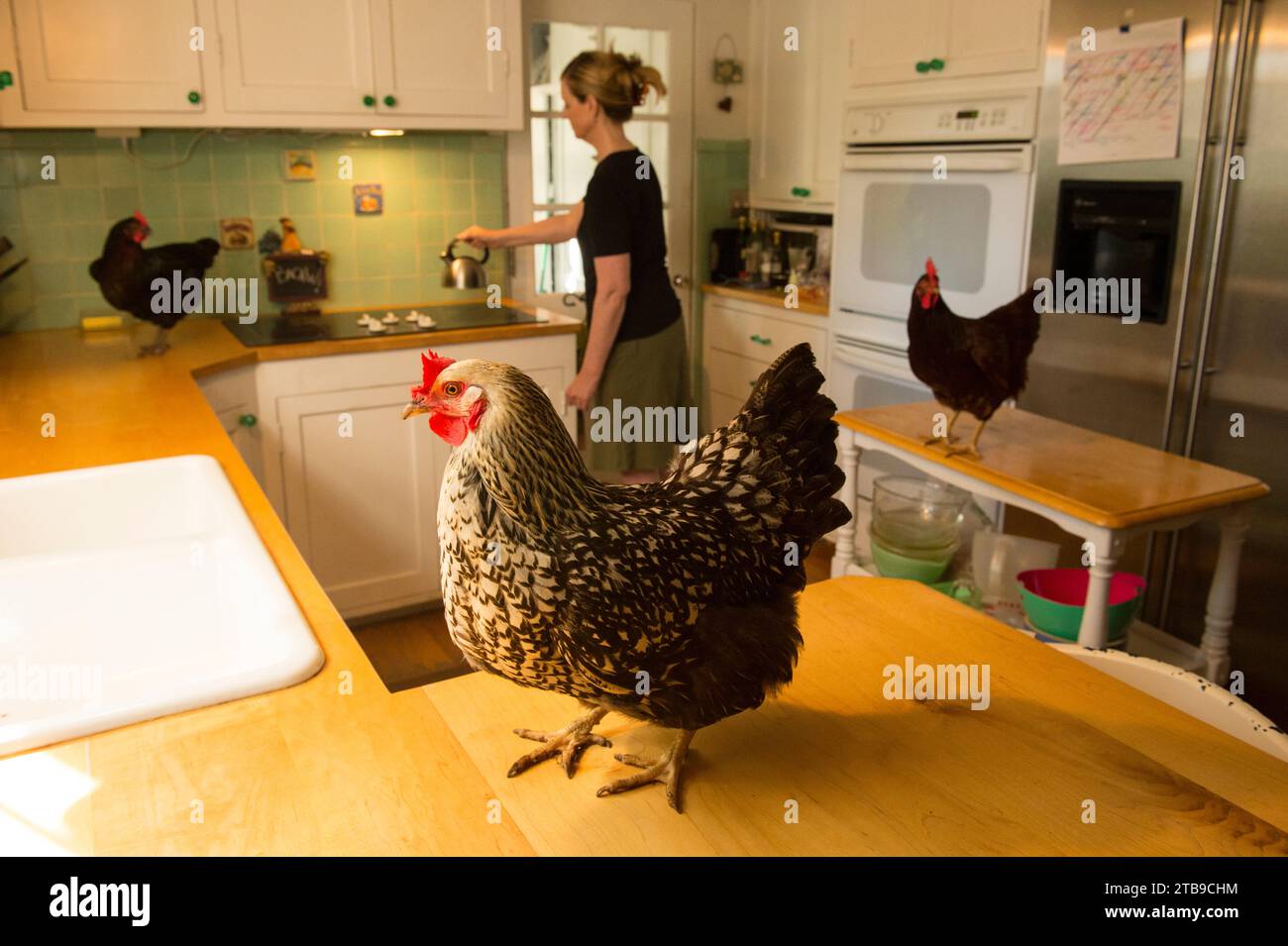 Hühner stehen auf den Küchen einer Frau; Lincoln, Nebraska, Vereinigte Staaten von Amerika Stockfoto