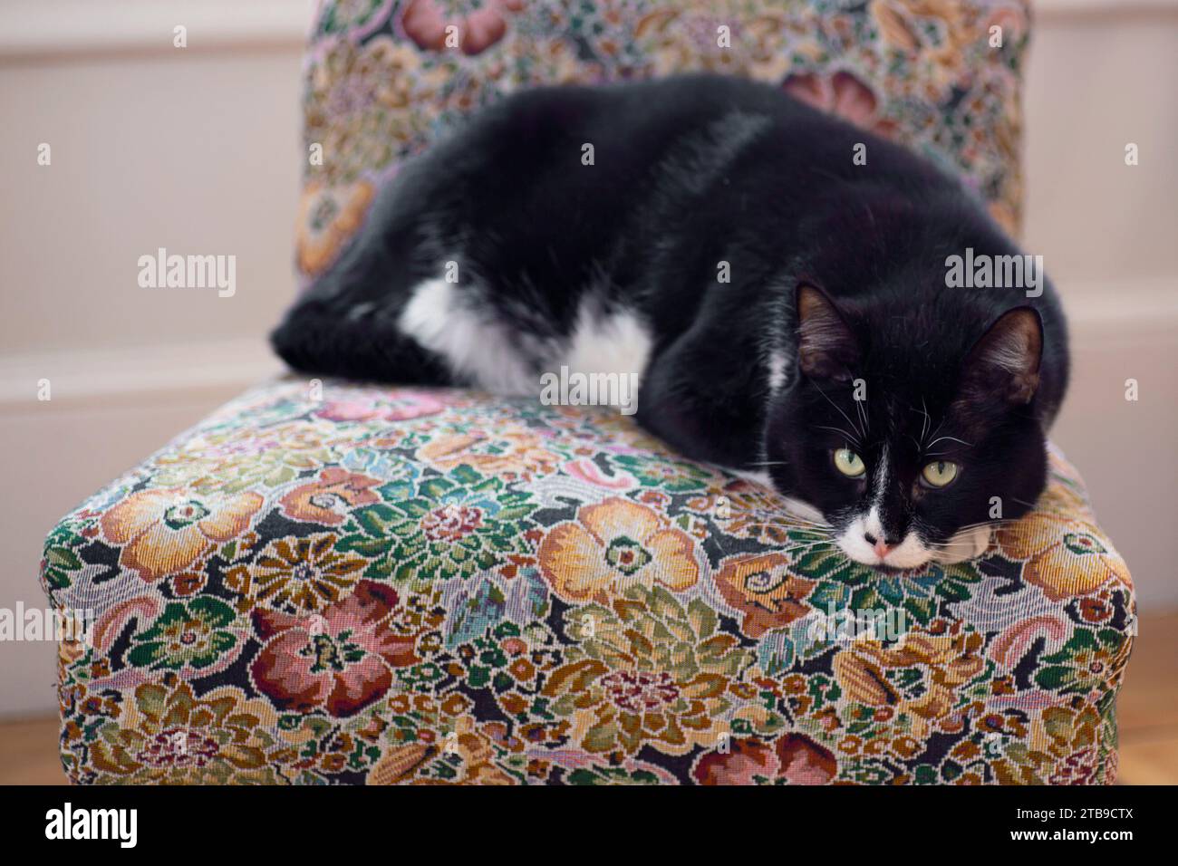 Porträt einer Hauskatze (Felis silvestris catus) auf einem Hocker zu Hause Stockfoto