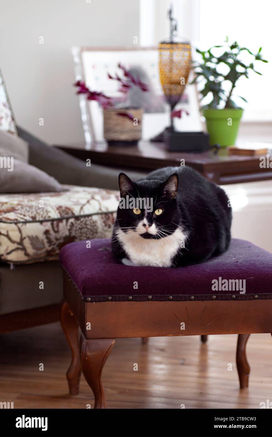 Porträt einer Hauskatze (Felis silvestris catus) auf einem Hocker zu Hause Stockfoto