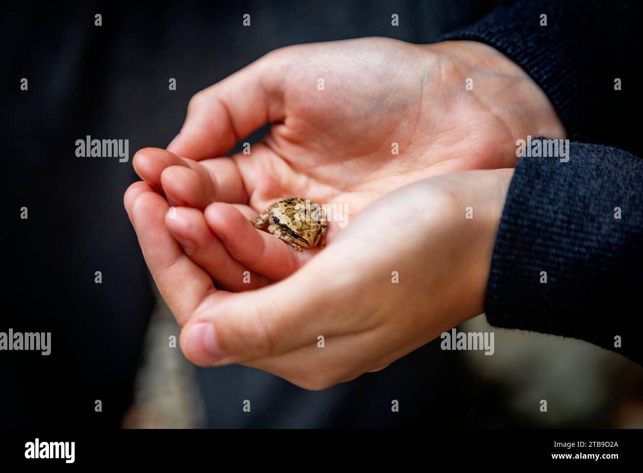 Nahaufnahme der Hände eines kleinen Jungen, der während des Urlaubs einen kleinen Frosch hält; Sicamous, British Columbia, Kanada Stockfoto