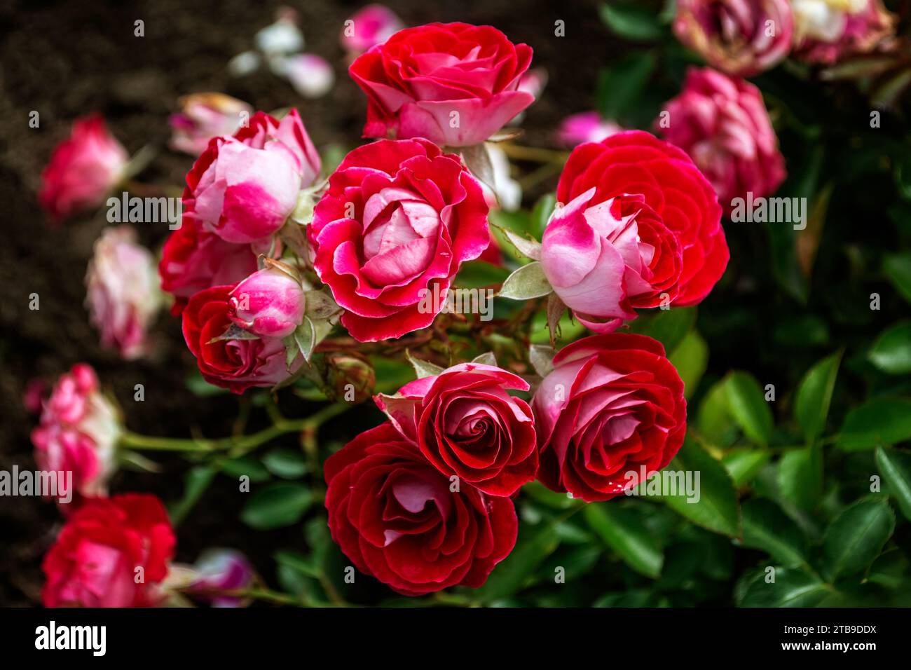 Knospen aus leuchtend roten Rosen und grünen Blättern auf dunklem Hintergrund. Stockfoto