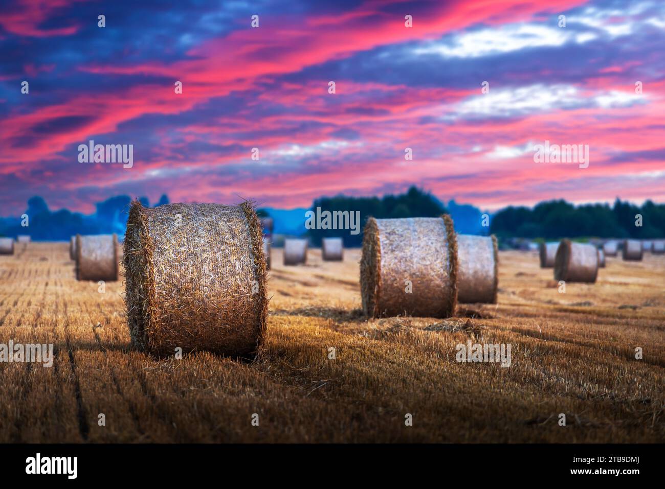 Der unwirklich rosa Sonnenuntergang beleuchtet die ländliche Landschaft und zeigt kreisförmige Heuballen auf dem Feld Stockfoto