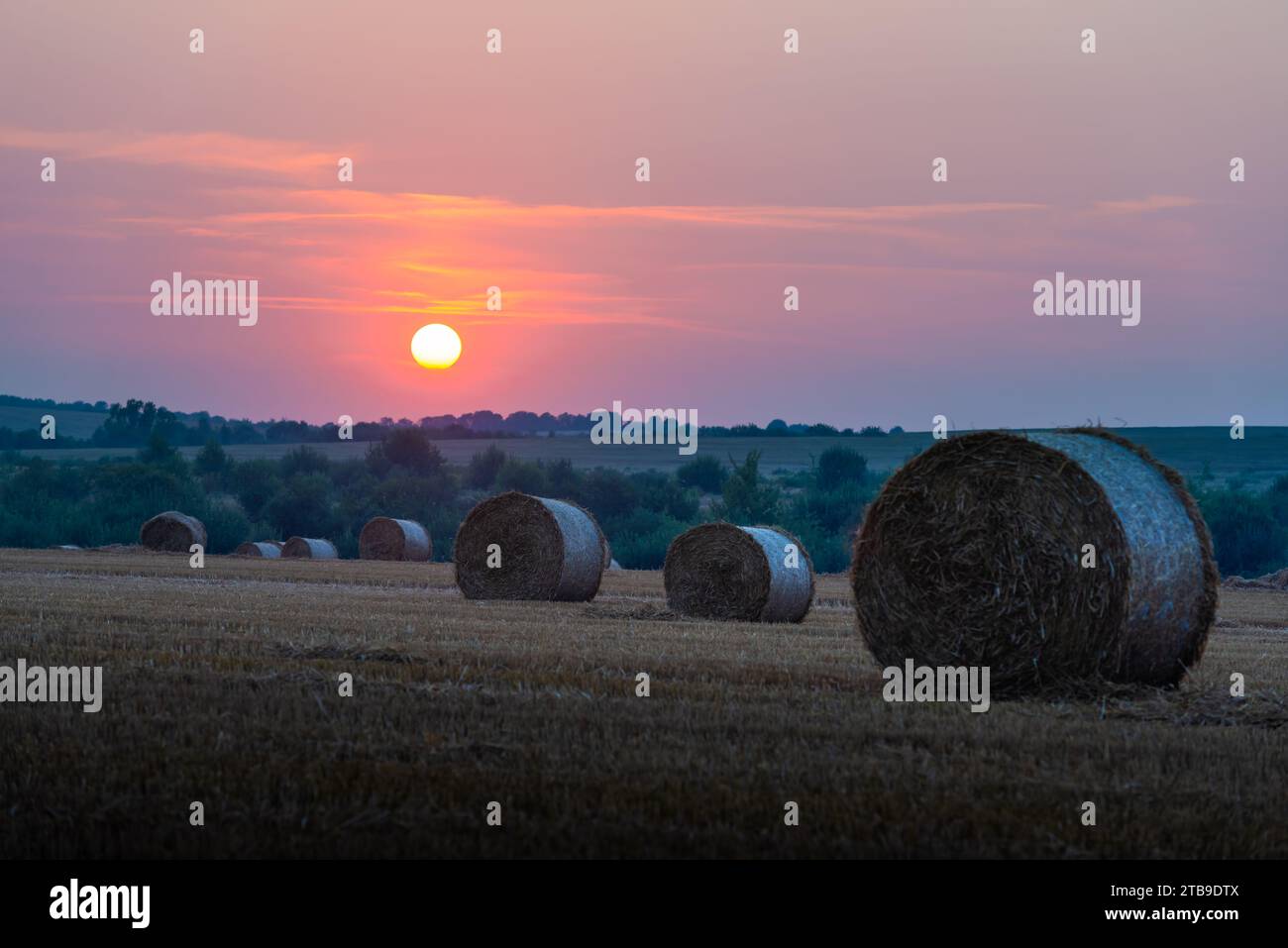 Runde Heuballen auf einem landwirtschaftlichen Feld bei Sonnenuntergang. Ländliche Landschaft mit Strohrollen und dramatischem Sonnenaufgangshimmel Stockfoto