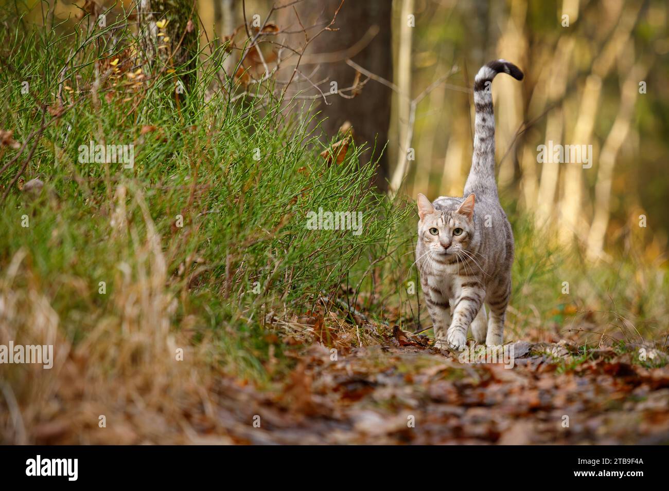 Männliche bengalische Katze draußen im Naturpark Stockfoto