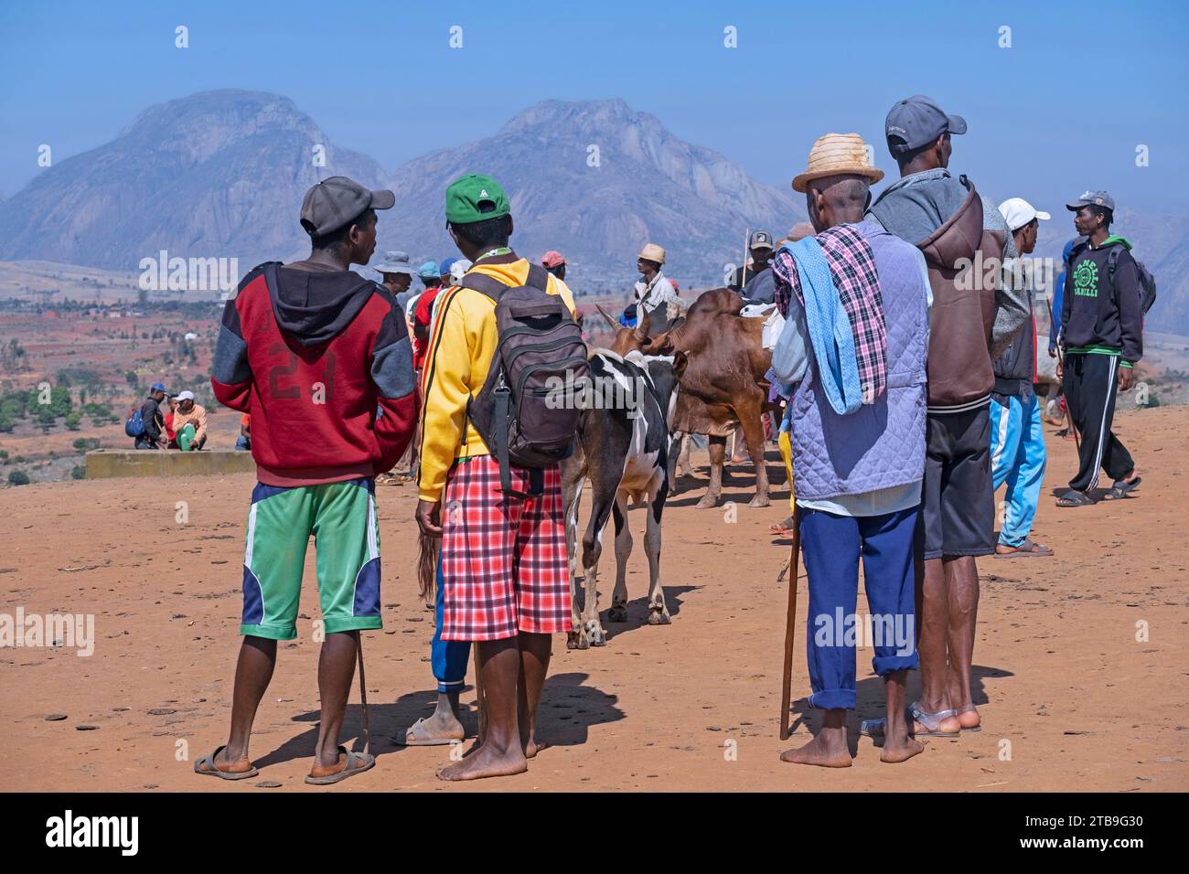 Madagassische Hirten und Bauern verkaufen Zebus auf dem Zebu-Markt in Ambalavao, Region Haute Matsiatra, Central Highlands, Madagaskar, Afrika Stockfoto