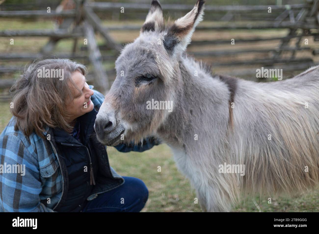 Eine Farmerin, die mit einem Esel (Equus asinus) auf ihrer Farm, Kara's Animals in Beckwith, Ottawa Valley, Ontario, Kanada, kommuniziert Stockfoto