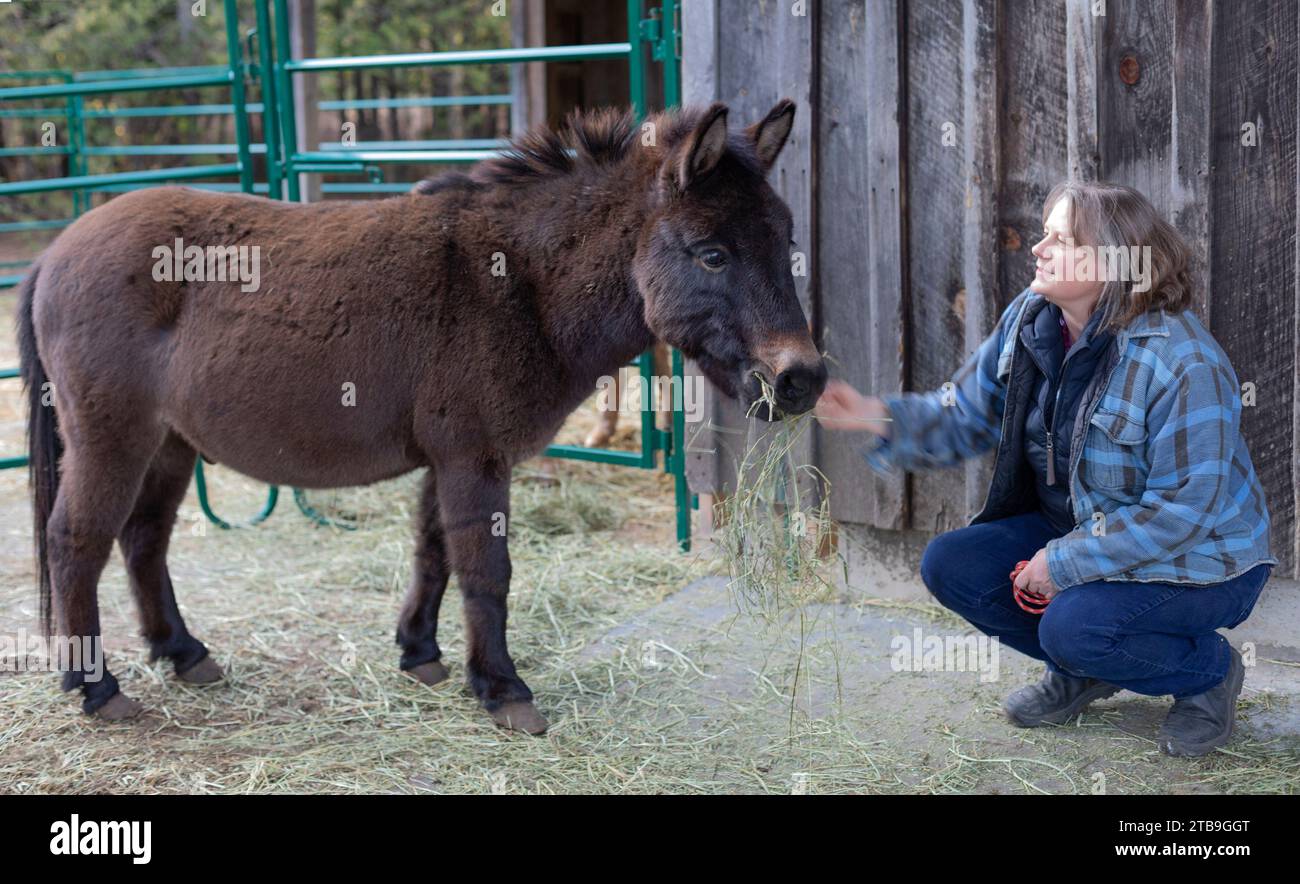 Eine Farmerin, die mit einem Esel (Equus asinus) auf ihrer Farm, Kara's Animals in Beckwith, Ottawa Valley, Ontario, Kanada, kommuniziert Stockfoto