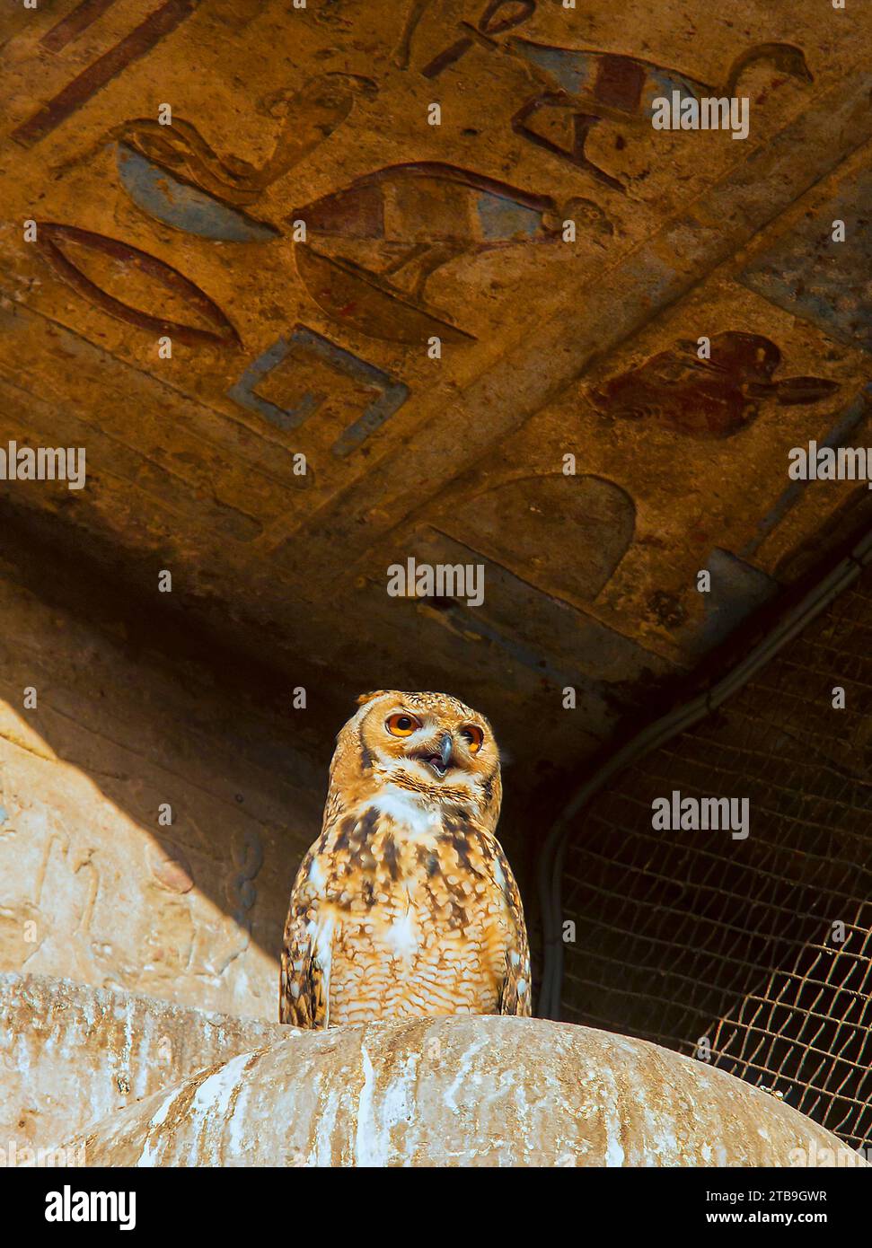 Nahaufnahme eines Pharaos Wüstenadlereule (Bubo ascalaphus), eines der heiligen Symbole ägyptischer Hieroglyphen, unter einer Steindecke mit Basen... Stockfoto