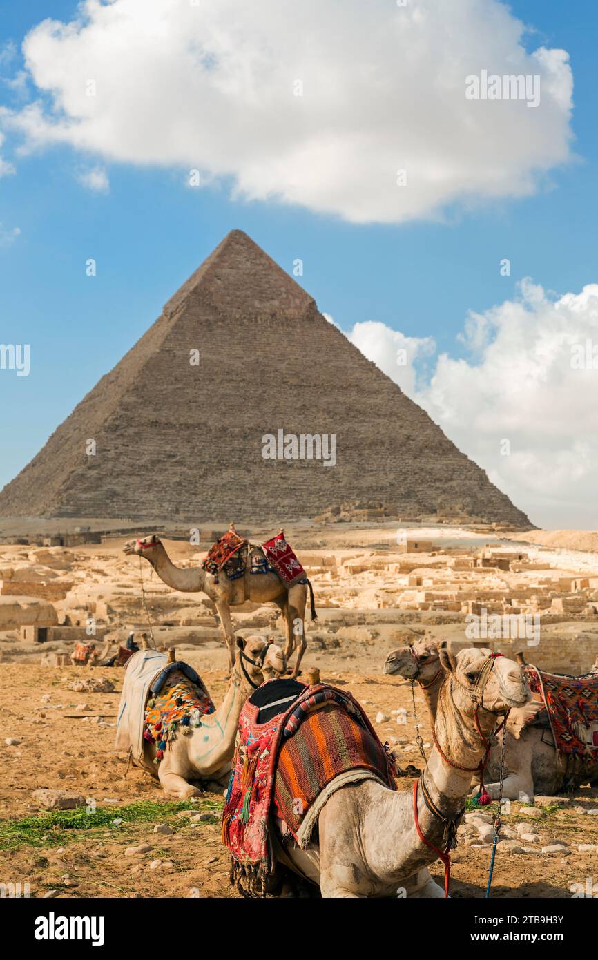 Kamele mit bunten Sätteln warten auf Touristen mit der Großen Pyramide von Gizeh in der Ferne; Gizeh, Kairo, Ägypten Stockfoto