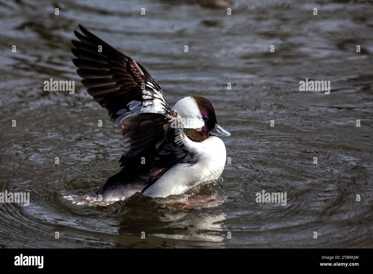 Bezaubernde Büffelkopfente, Bucephala Albeola, ein zierliches Wasservögel mit auffälligem schwarz-weißem Gefieder. Anmutig über nordamerikanische Seen gleiten, Stockfoto