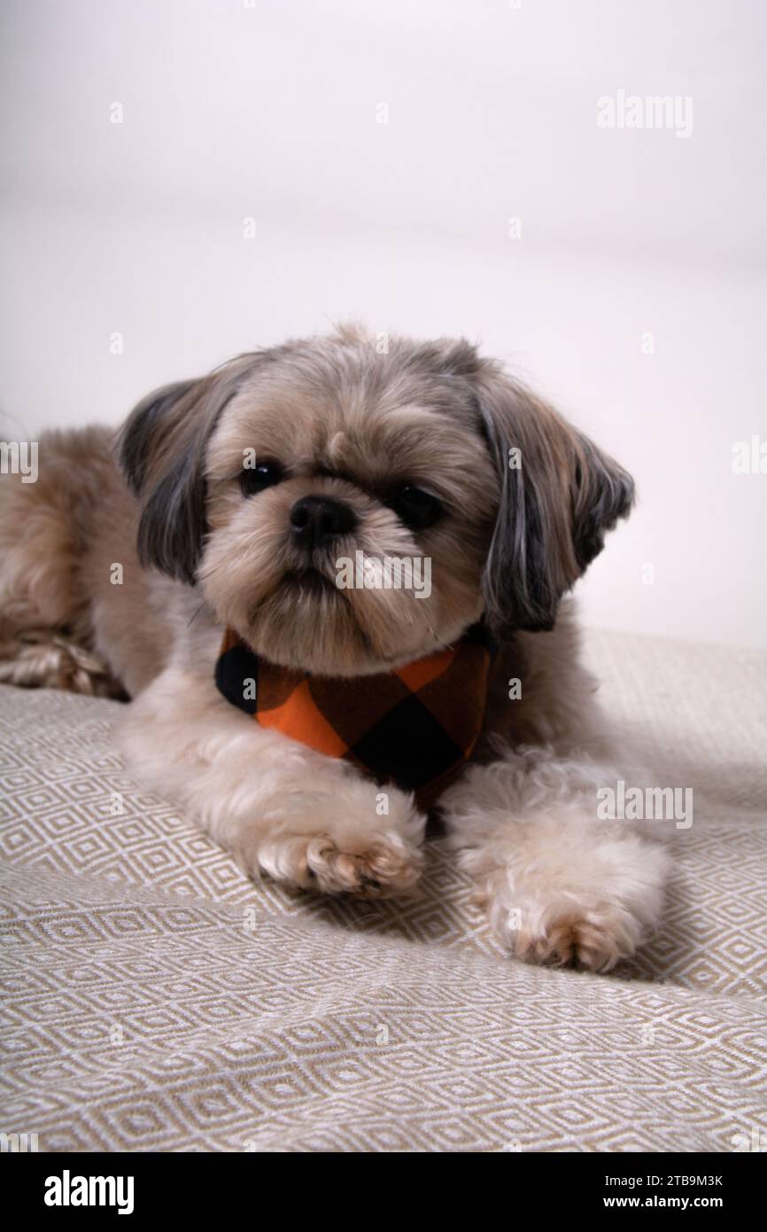 Hund, Shih Tzu, Haustier, schauen, Tier, jung, keine Leute, klein, Freund, Indoor, Säugetier, Pedigree, entzückend, Gesicht, am besten, Auge, vertikal, Kopierraum Stockfoto