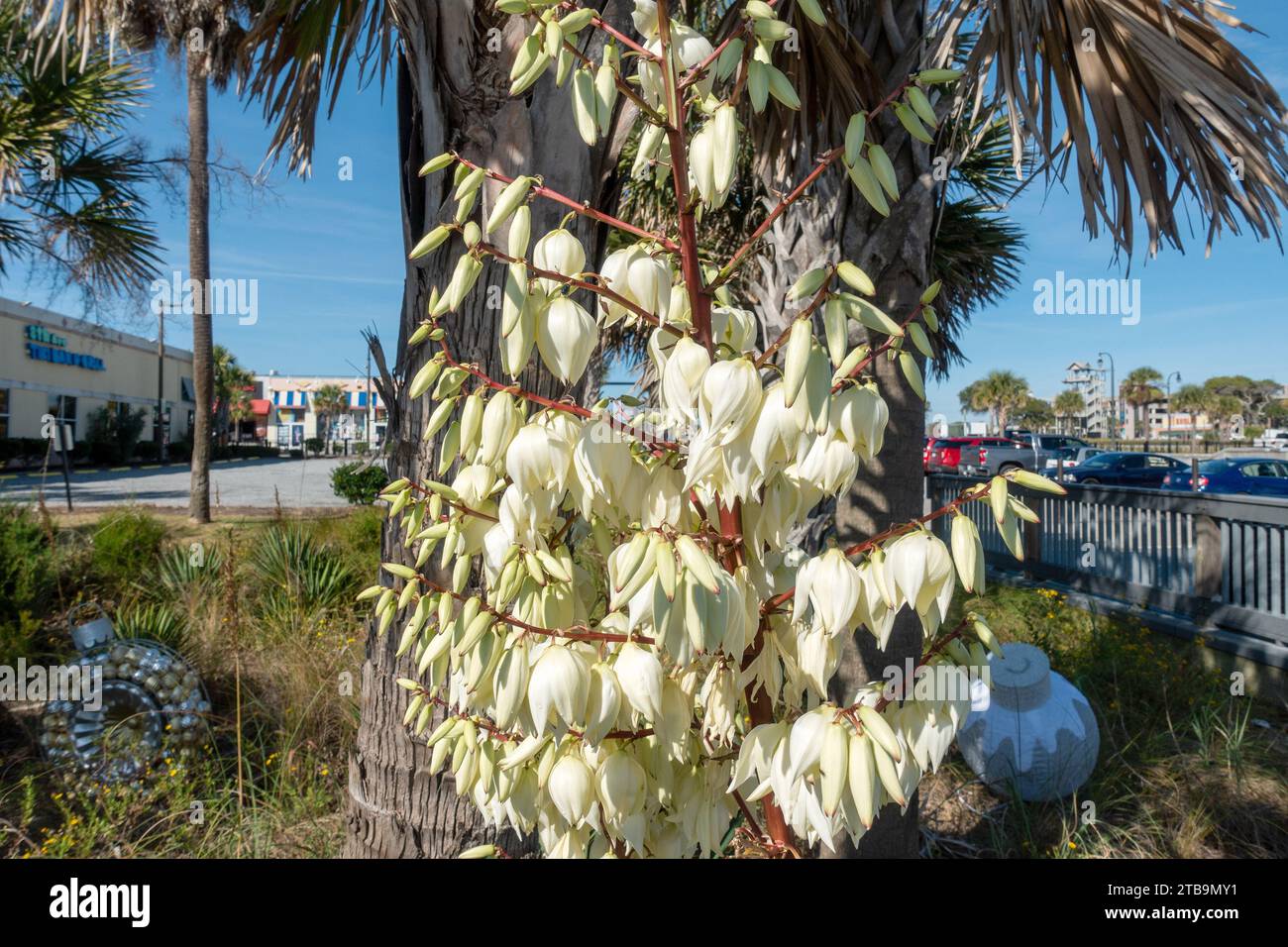 Weiße blühende Yucca Pflanze (Yucca filamentosa), Adams Nadel and Thread Yucca Pflanze blühende Pflanze in der Familie Sparagaceae, die in den USA beheimatet ist Stockfoto
